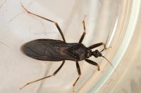 Reduvius personatus