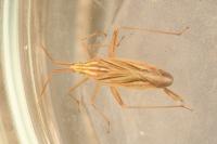 Miridius quadrivirgatus