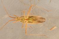 Miridius quadrivirgatus