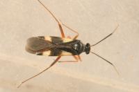 Globiceps fulvicollis