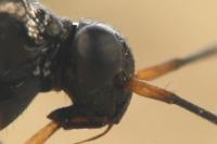 Globiceps fulvicollis