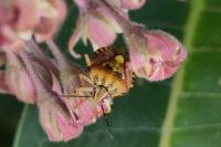 Carpocoris purpureipennis