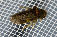 Ledra aurita