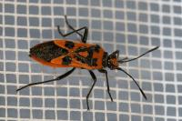Corizus hyoscyami