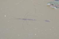 Ranatra linearis