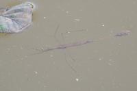Ranatra linearis