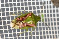 Cyphostethus tristriatus