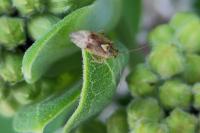 Lygus rugulipennis