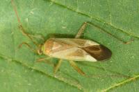 Adelphocoris lineolatus