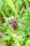 Corizus hyoscyami