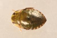 Ilyocoris cimicoides