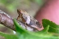 Aphrophora alni
