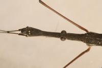 Hydrometra stagnorum