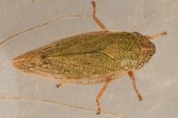 Aphrophora salicina