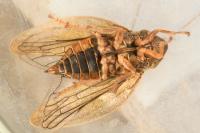 Aphrophora salicina