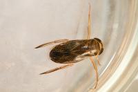 Corixa punctata