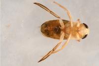Corixa punctata