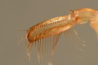 Corixa punctata