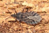 Aradus brenskei