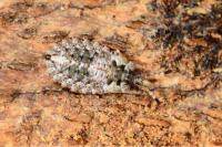 Aradus brenskei