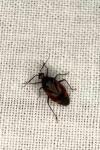 Deraeocoris ruber