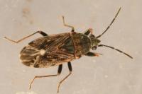 Peritrechus nubilus