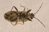 Peritrechus nubilus