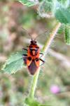 Corizus hyoscyami