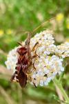 Leptoglossus occidentalis