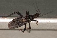 Reduvius personatus