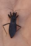 Reduvius personatus