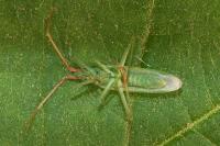 Trigonotylus caelestialium