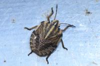 Graphosoma italicum