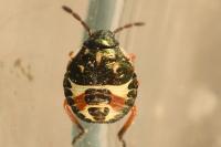 Carpocoris
