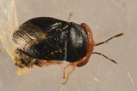 Geocoris erythrocephalus