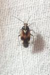 Lygus pratensis
