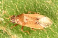 Cymus melanocephalus
