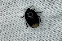 Sehirus