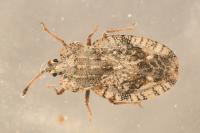 Tingis ampliata