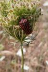 Graphosoma italicum