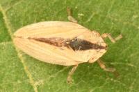 Philaenus spumarius