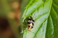 Liocoris tripustulatus