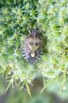 Dolycoris baccarum