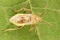 Stictopleurus punctatonervosus
