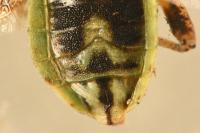 Stictopleurus punctatonervosus