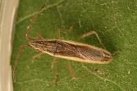 Myrmus miriformis