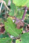 Coreus marginatus