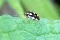 Liocoris tripustulatus
