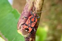 Spilostethus pandurus