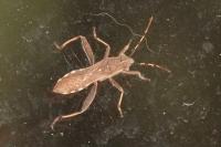 Camptopus lateralis